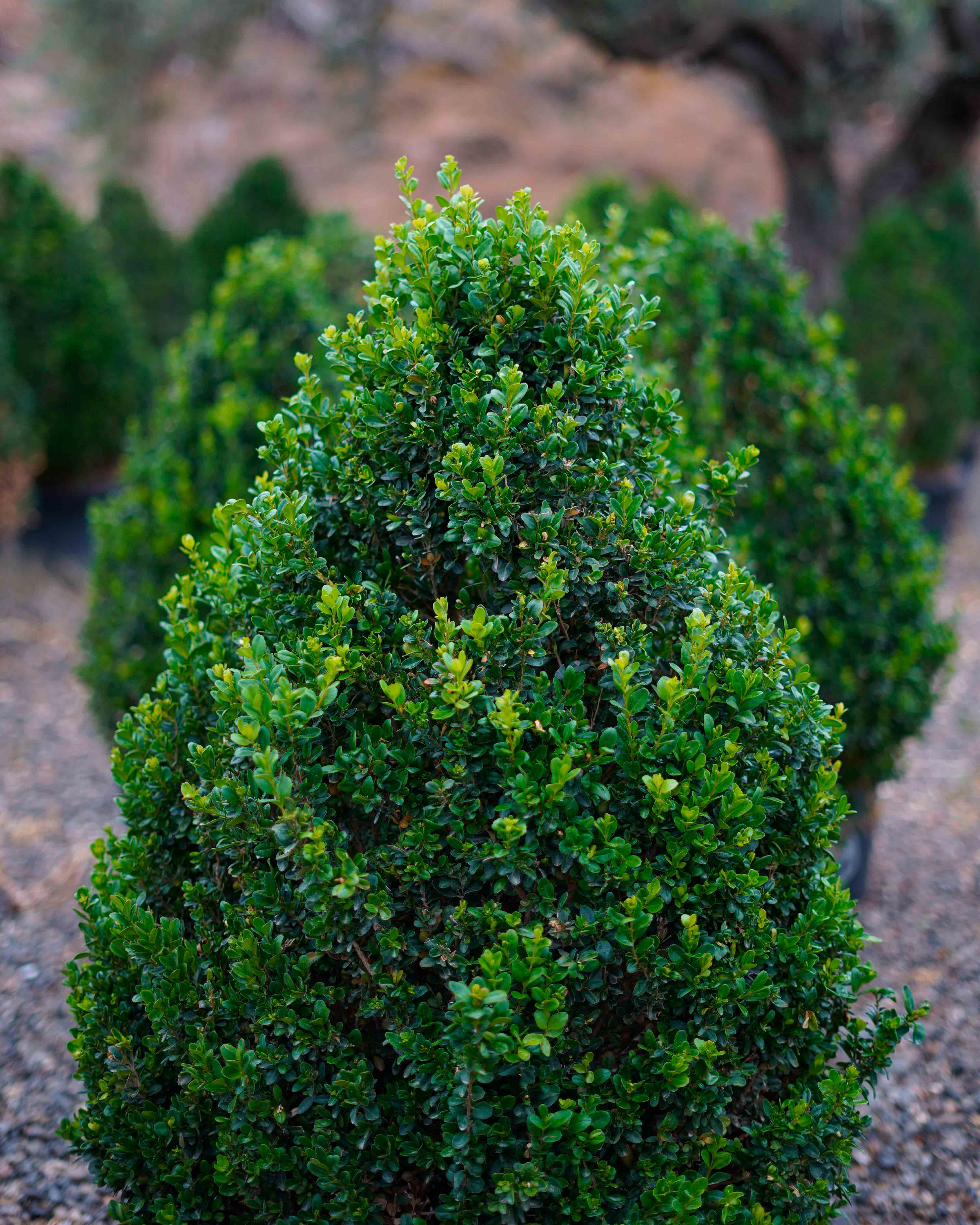 buxus