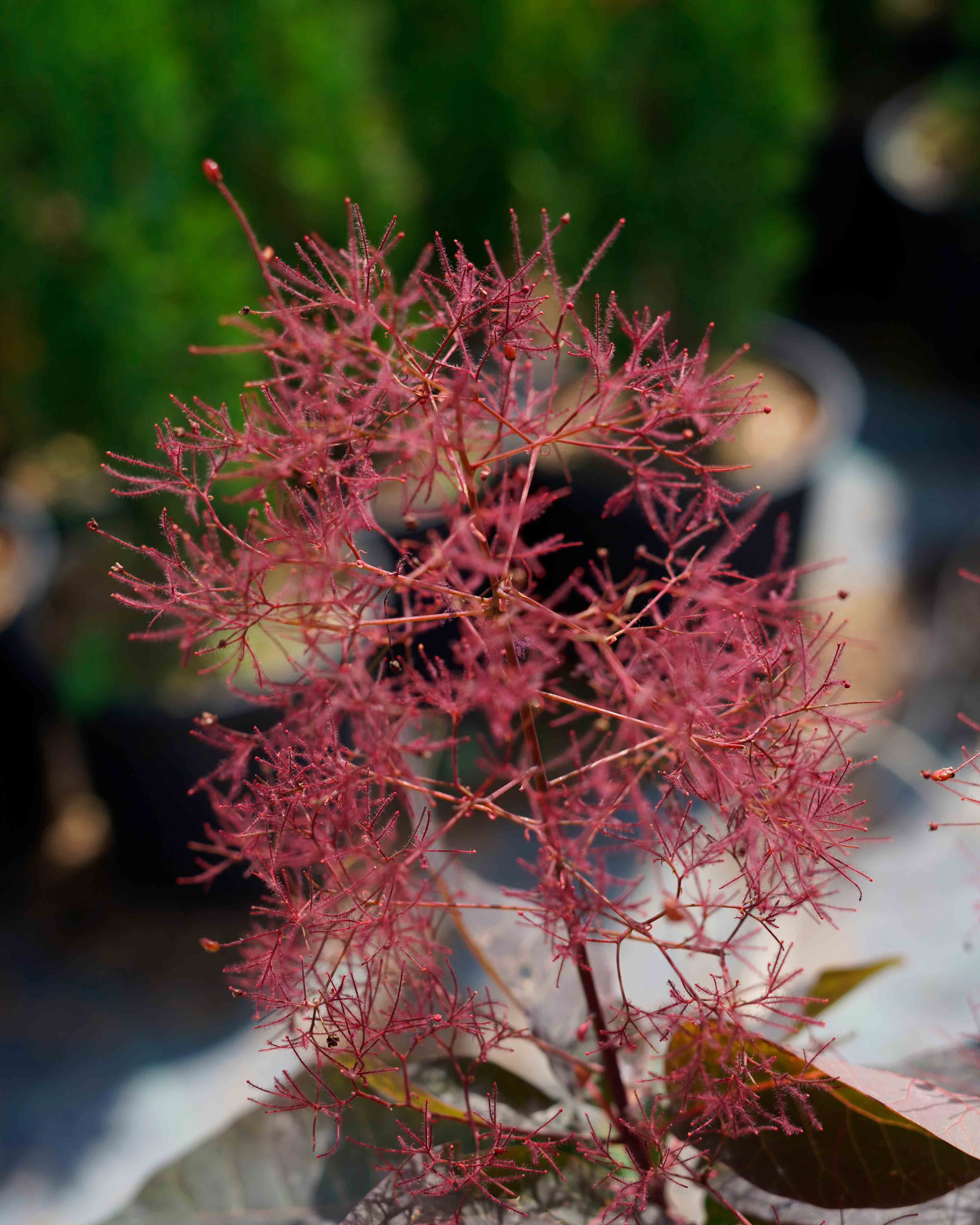 cotinus