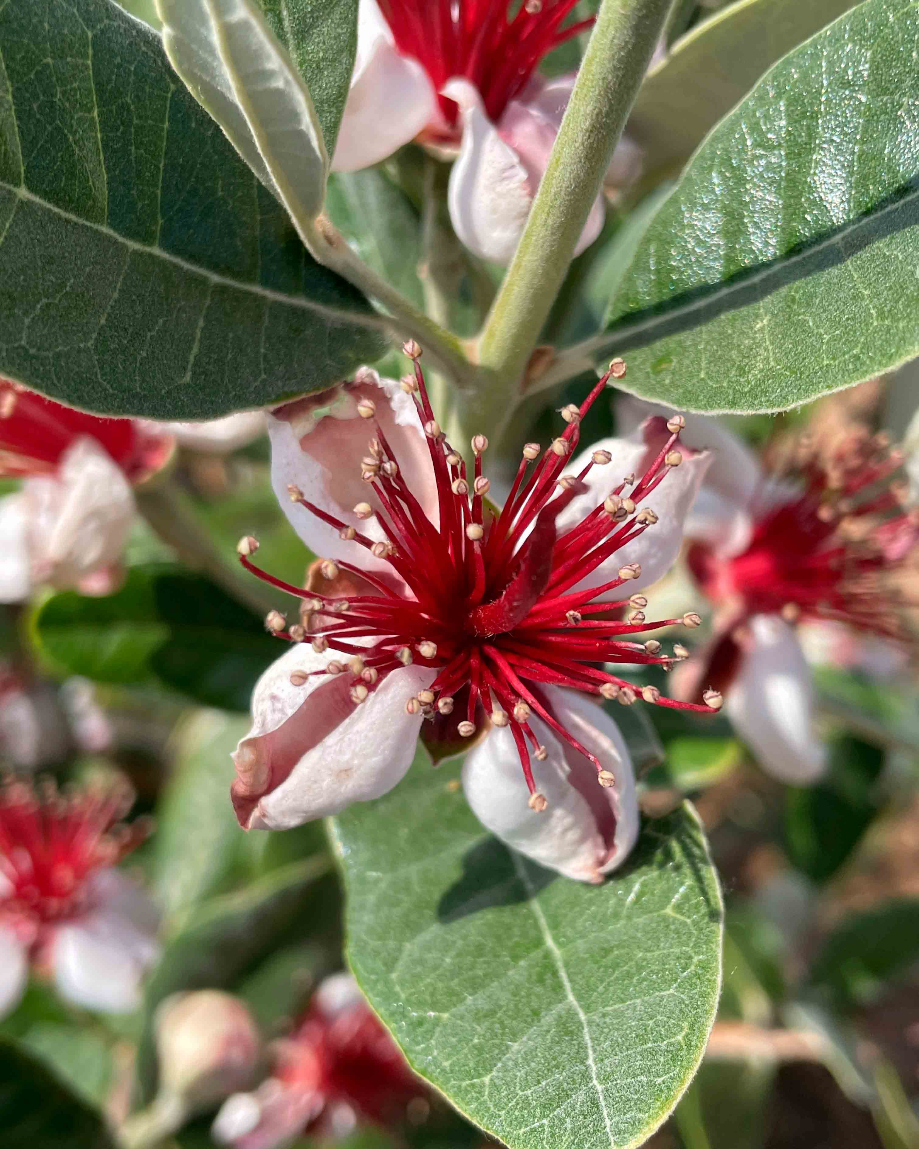 feijoa