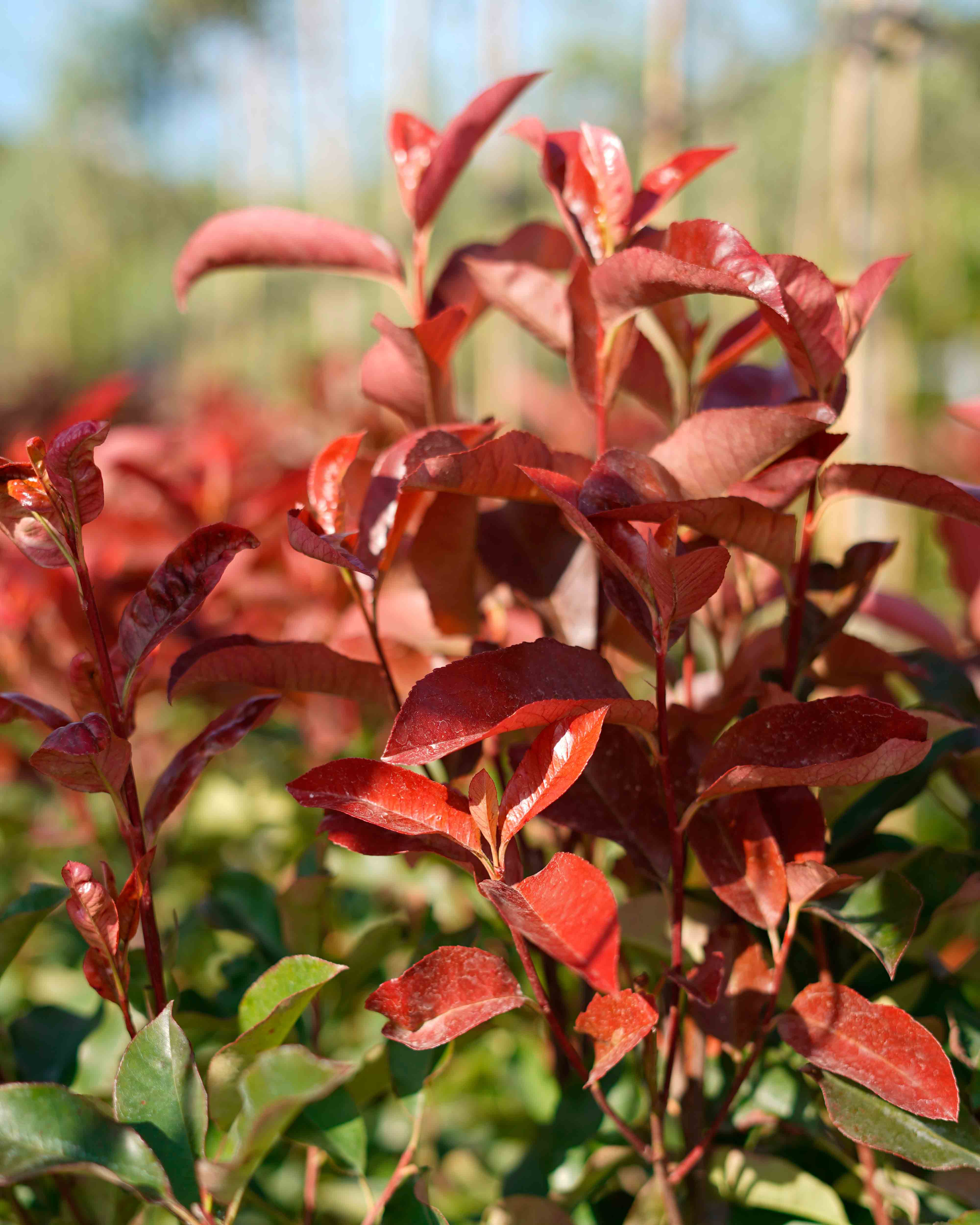 photinia