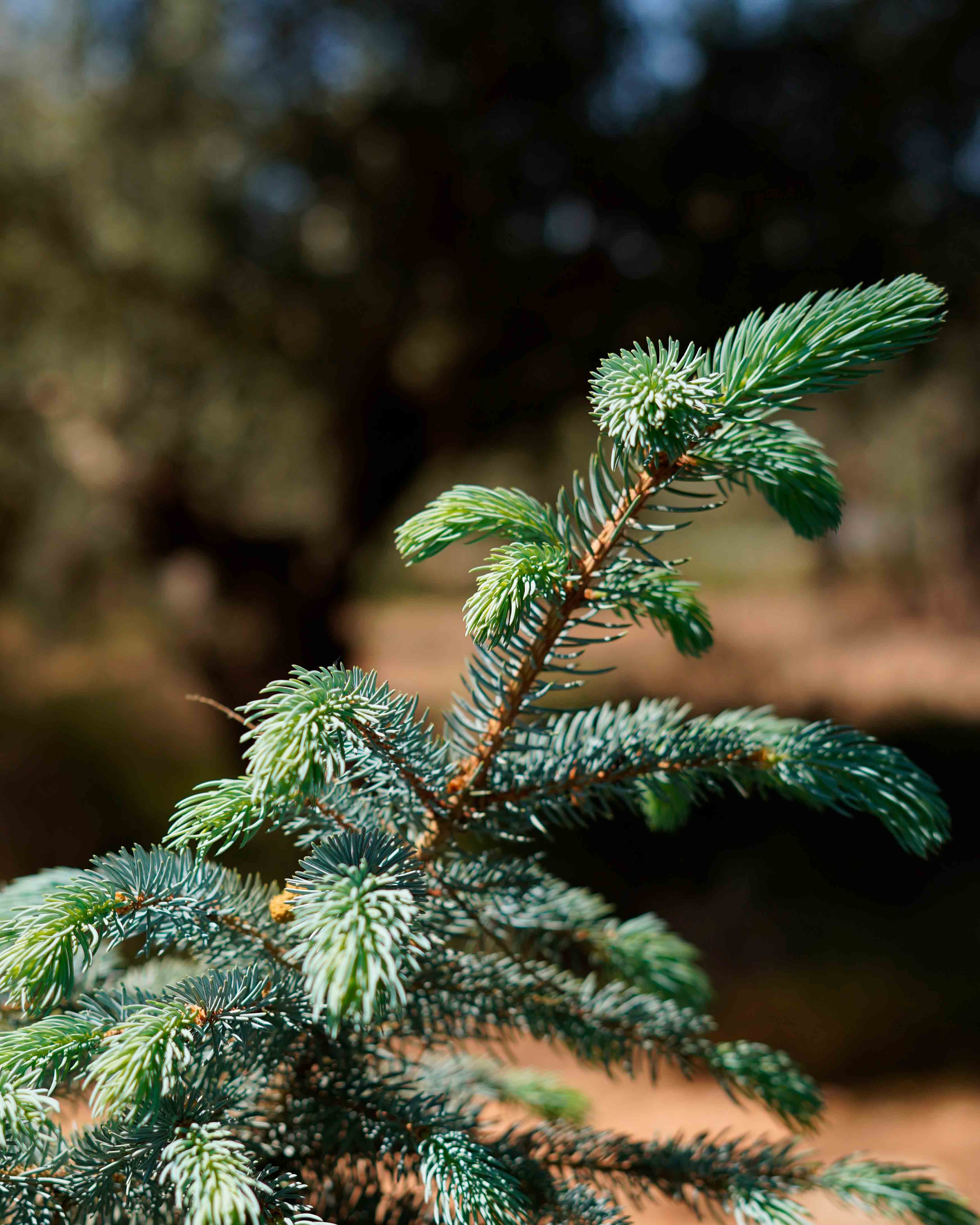 picea