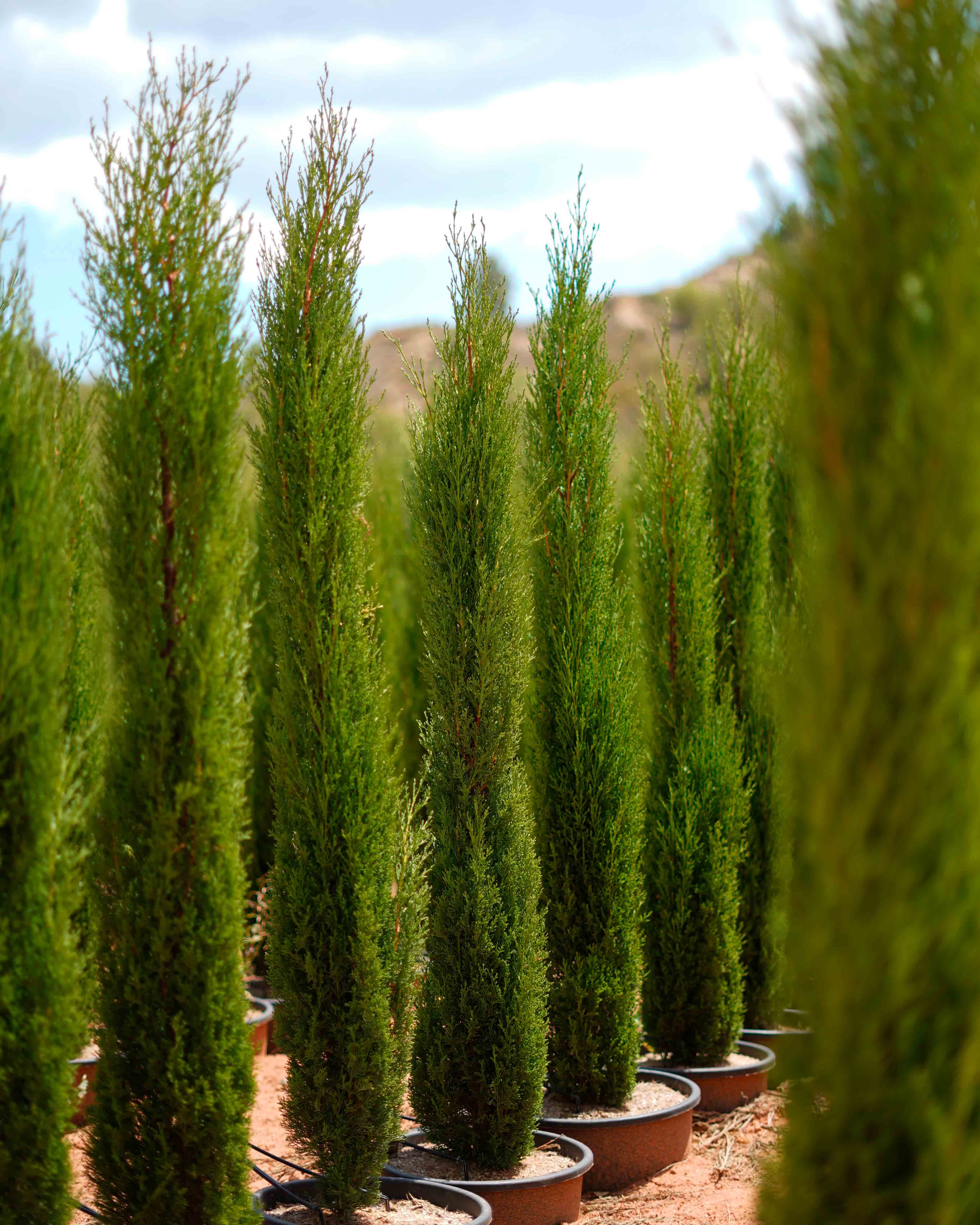 cupressus totem